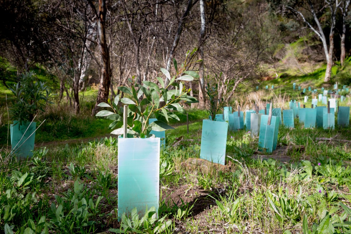 revegetation carbon offsets OnImpact